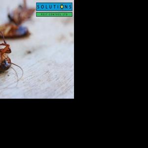 Solutions Pest Control Emphasizes the Importance of Routine Prevention for Pest Management in Vancouver, BC