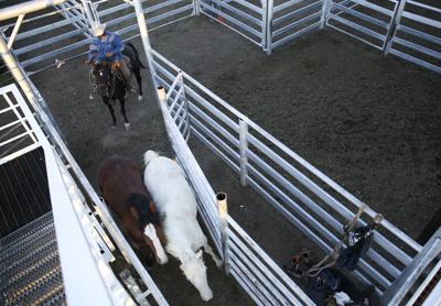 Bob Forbes pushes two bronc horses up to be loaded in the chutes