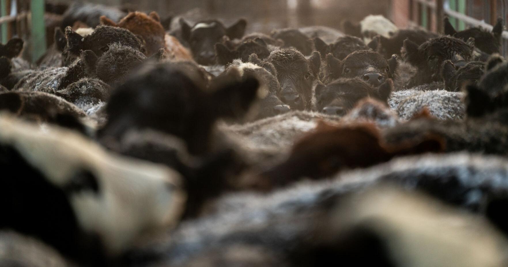 Stockgrowers call for competition; Politicians and industry weigh in on market issues - Vimarsana News