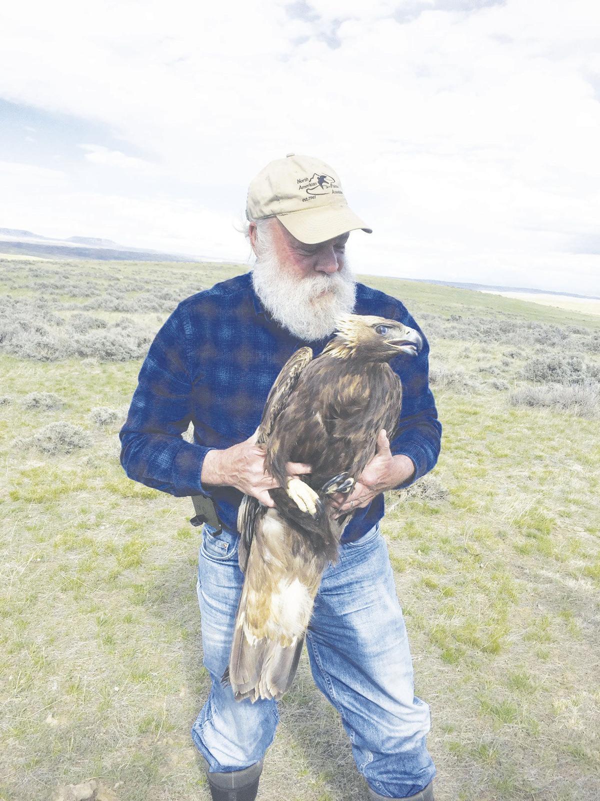 Soaring Golden Eagle Resurgence Comes With A Price News