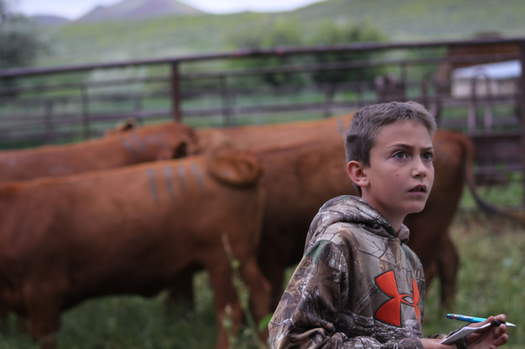 Livestock Judging 101 | News | Buffalobulletin.com