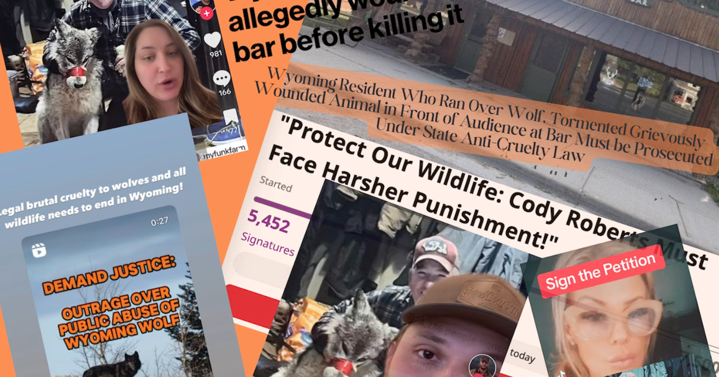 Fury over Wyoming wolf torture allegations sparks demands for steeper penalties, reform - Vimarsana News
