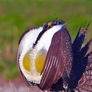 Study: Fed, state sage-grouse practice doesn't work | News - Vimarsana News