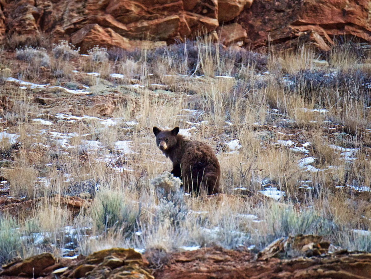 Bear Den Rustic Wood Sign – Lizton Sign Shop, image size:1200x902