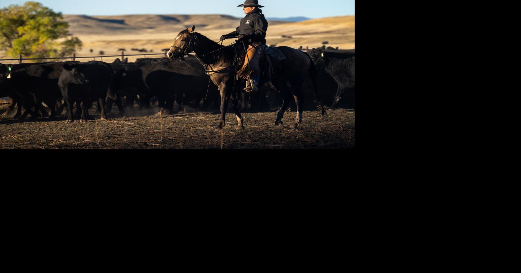 Move em’ out: Markets strong as ranchers ship cattle | Local News ...