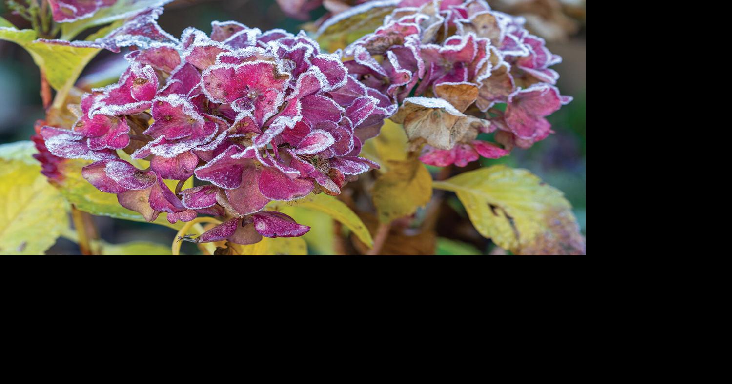 Growing Zones and surviving cold | Features | buffalospree.com