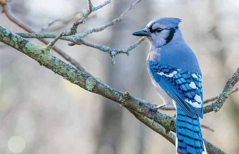 Species Spotlight: Blue Jay