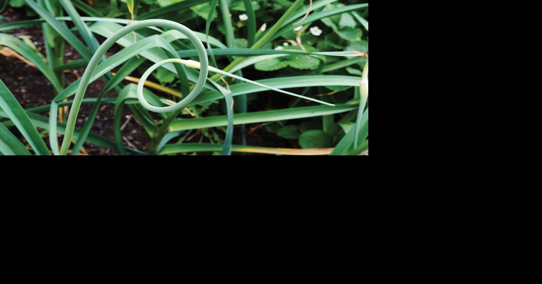 Ramps and scapes Food + Drink