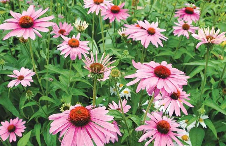 Best Buffalo plants Home + Garden