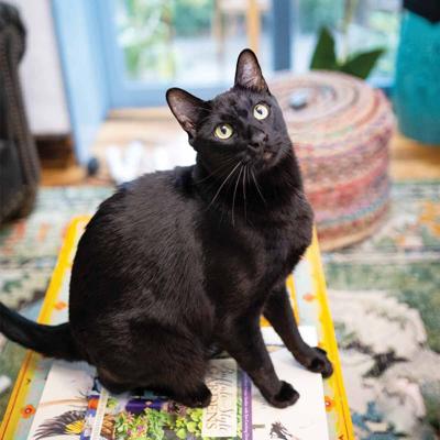Pets Sirius Black Buffalo S Own Adventure Cat Style Living Buffalospree Com James bowen says goodbye to 'unforgettable' street cat bob. buffalo spree