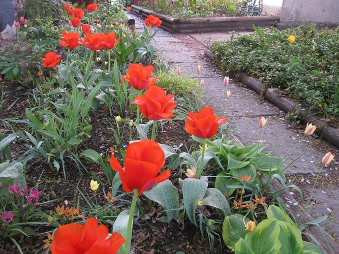 The tulip graveyard | The Dirt | buffalospree.com