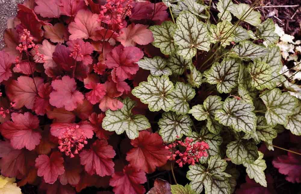 Best Buffalo plants Home + Garden