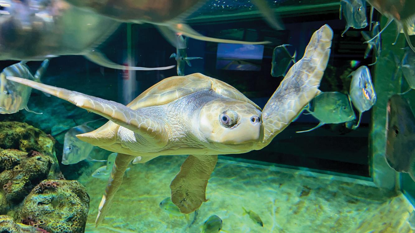 Aquarium of Niagara endangered turtle Wild Wny