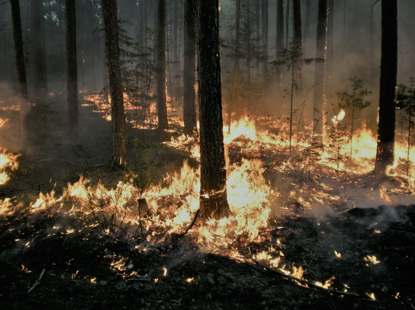 SBA offers small business relief from wildfire smoke | The Daily ...