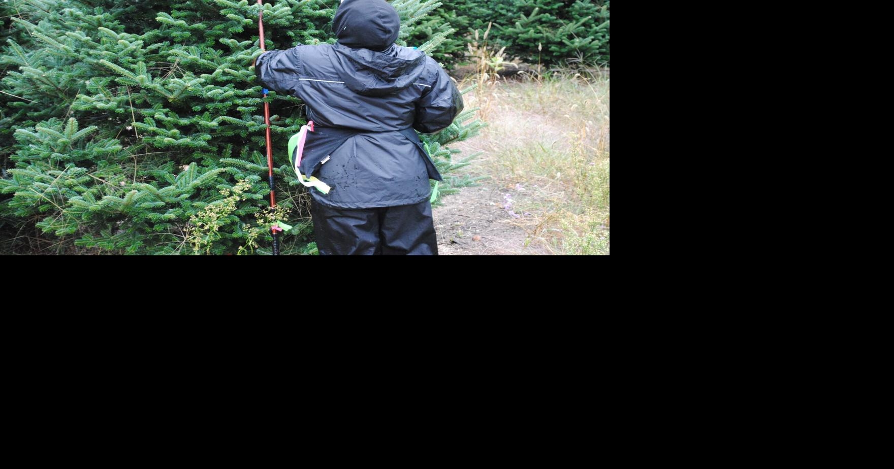 Getting to the roots of Lake City's Festival of the Pines News