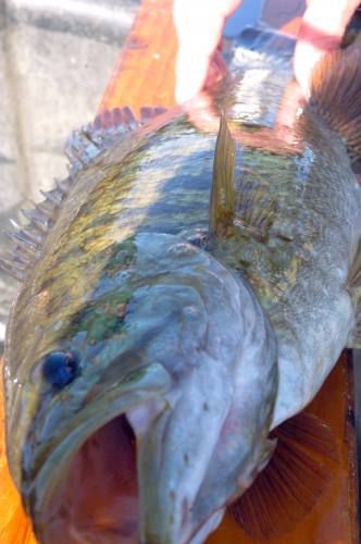 Mitchel Fish Lakes Cadillac, Mitchell have some surprising history | Local News ...