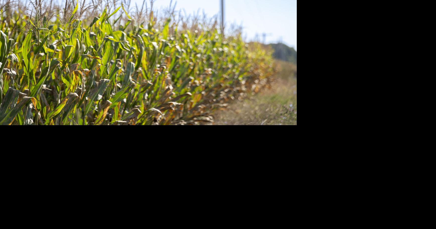 War in Iran driving fuel, fertilizer costs up for local farms