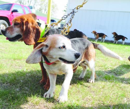 Beagle, rabbit enthusiasts converge on city of Evart | Local News ...
