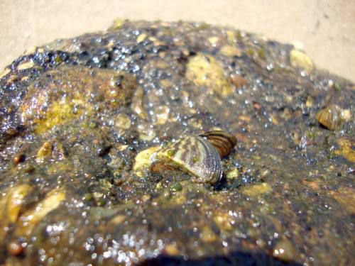 Musseling in | Local News | cadillacnews.com