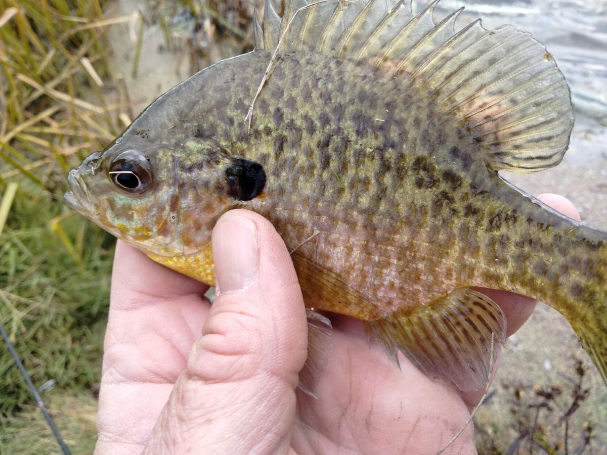 An ultralight rod and tiny lures offer great panfish angling