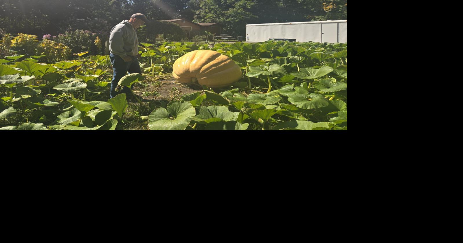 Gourd-geous Giants: Tom Huxtable teaches art of supersized pumpkins