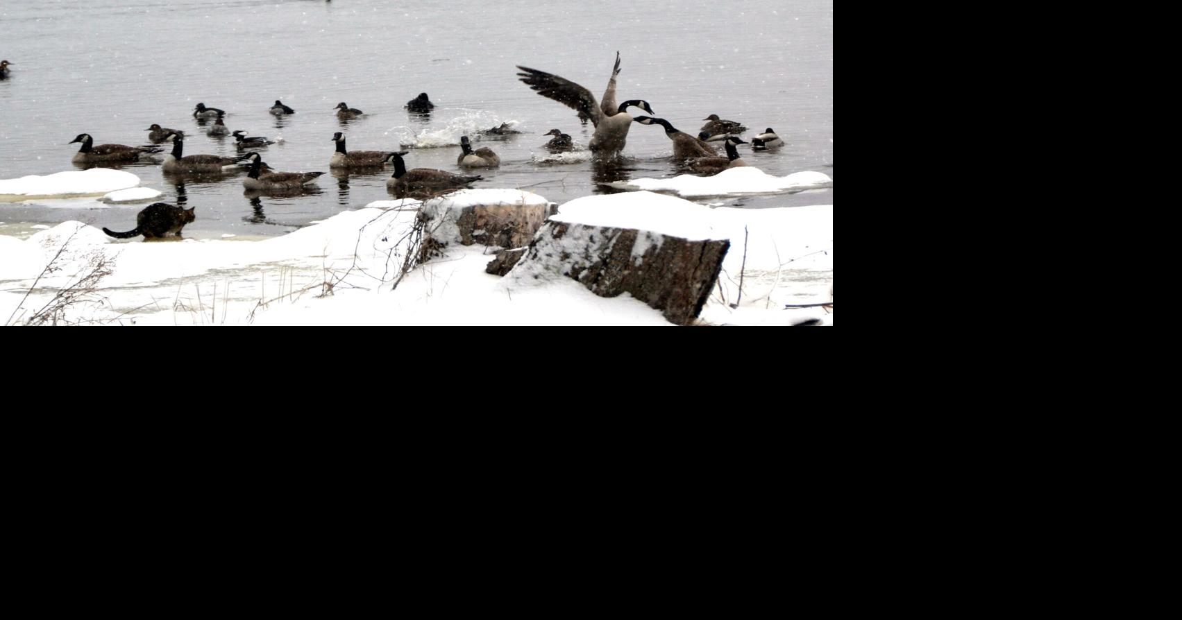 Canada geese love Cadillac and our lawns