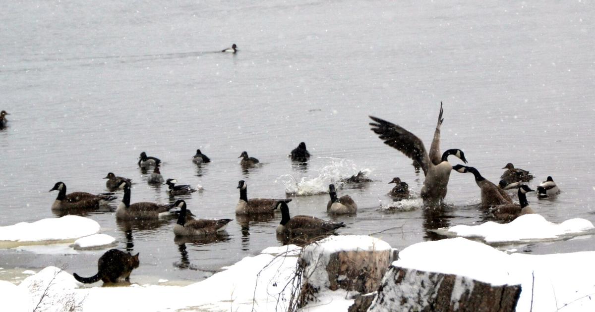 Canada geese love Cadillac and our lawns