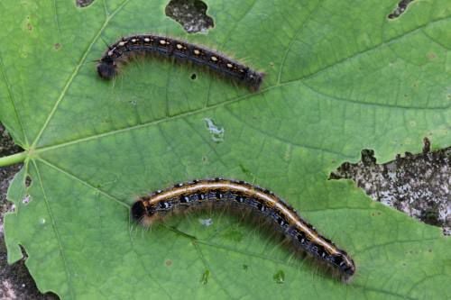 Tent Caterpillars Infesting Forests Throughout Area News Cadillacnews Com