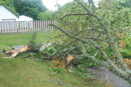 Storm causes power outages and tree damage for residents | Local News ...