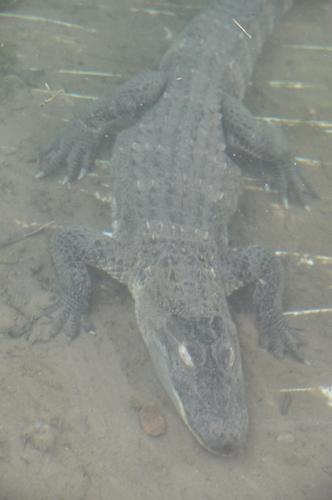 Chopper The Alligator Seized From Rancho Cucamonga Owner After 30