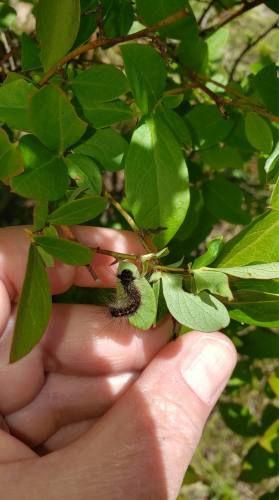 Gypsy moth outbreak impacting oak forests