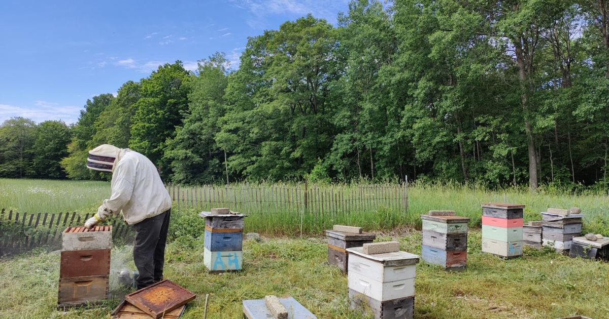 Beekeeping basics and conservation to help pollinators | Guest Column ...