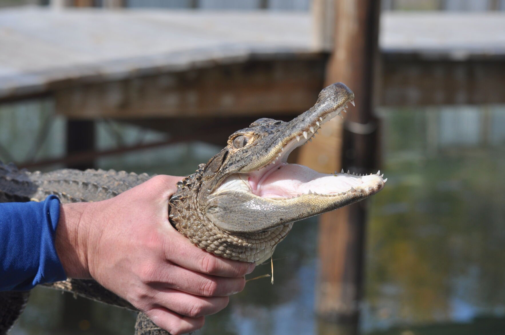 APRIL COOKS \"THERE'S AN ALLIGATOR IN MY〜 April Cooks 