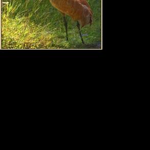 Proposed eastern sandhill cranes hunt in breeding states stirs controversy