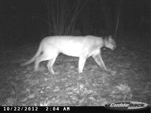 Dnr Explains How It Determines Fact Fiction Related To Cougar Sightings Local News 