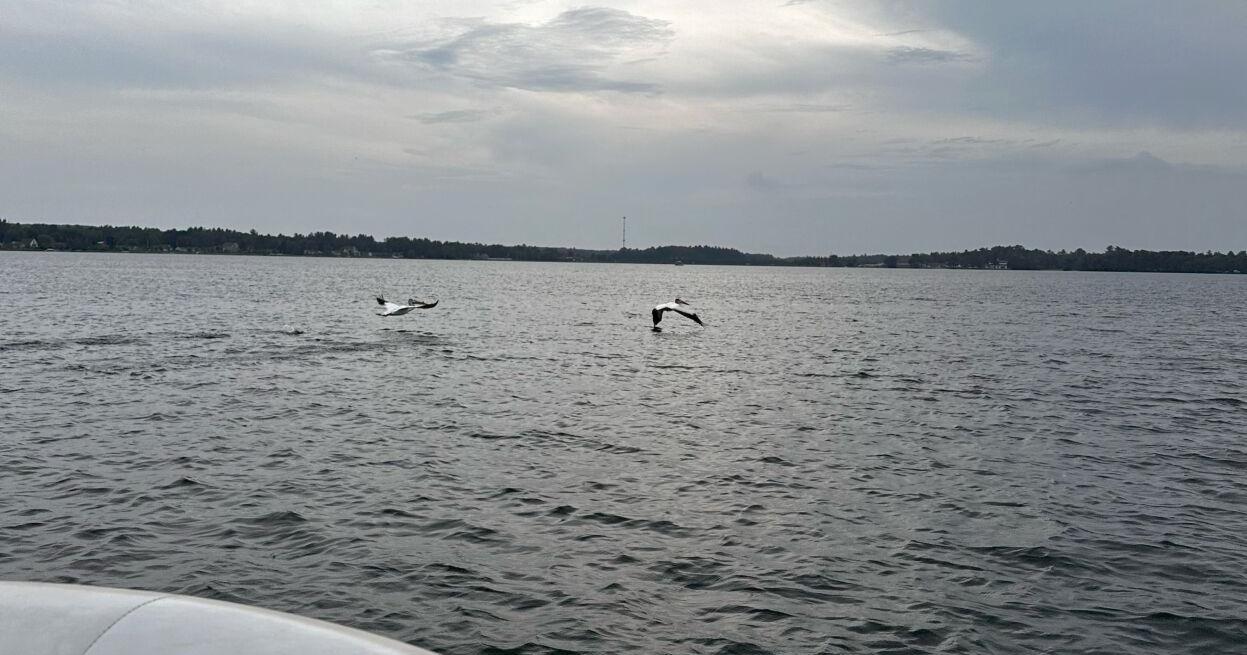 Feathered tourists check out Lake Cadillac - Vimarsana News
