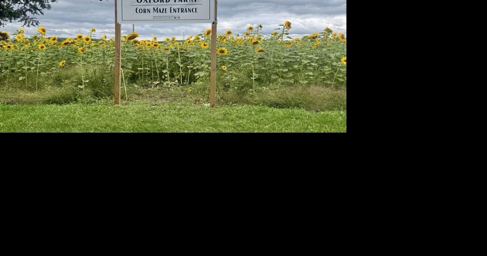 Too dry for tall corn, Hersey farm grows sunflower maze | News ...
