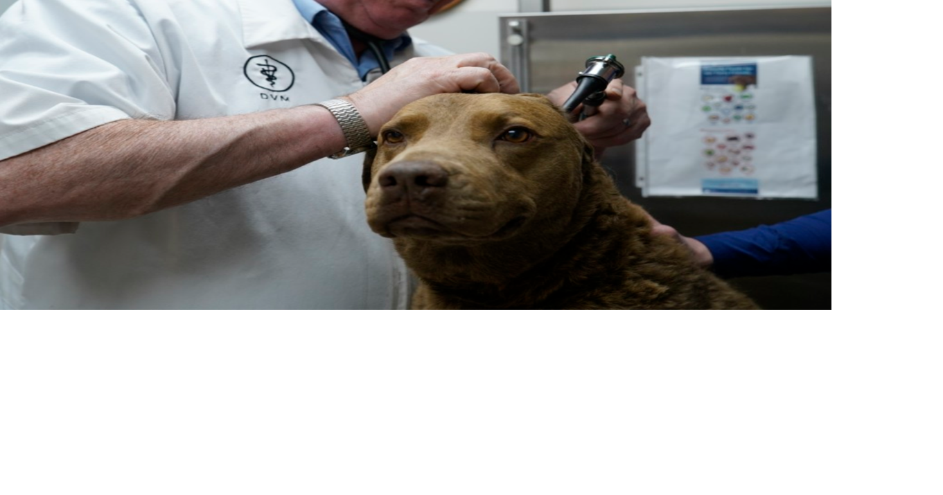 National veterinarian shortage leaves rural clinics booked, understaffed