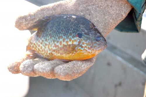 Volunteers provide DNR vital data about walleye in lakes Cadillac, Mitchell, News