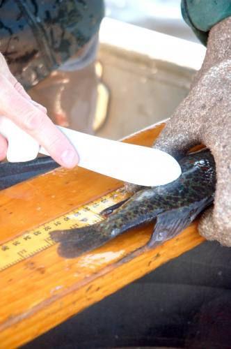 Volunteers provide DNR vital data about walleye in lakes Cadillac, Mitchell, News