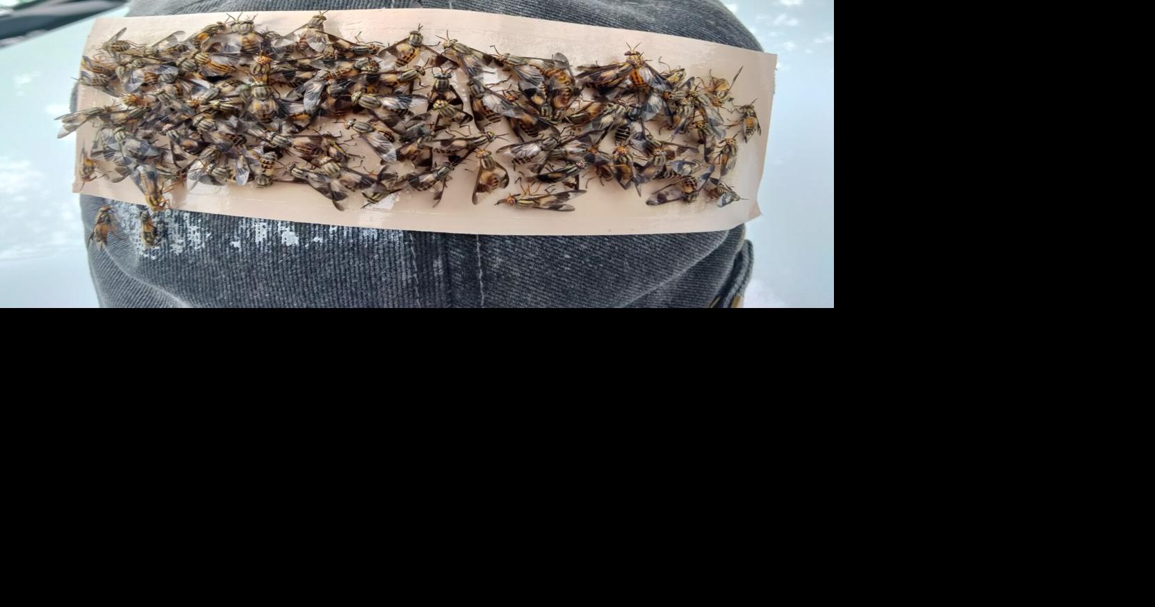 By employing this simple technique we can vastly increase our deer-fly ...