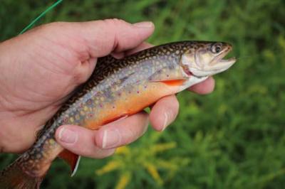 Small stream fishing produces steady stream of trout