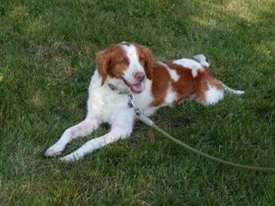 Dog owners warn others about trap near Diggins Hill