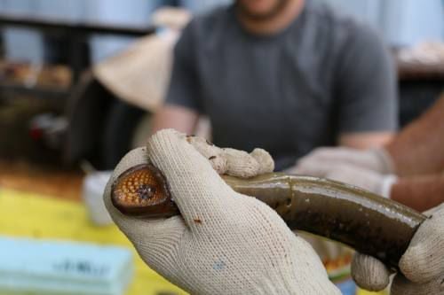 Experiment On Area Rivers Aims To Develop New Sea Lamprey Control 