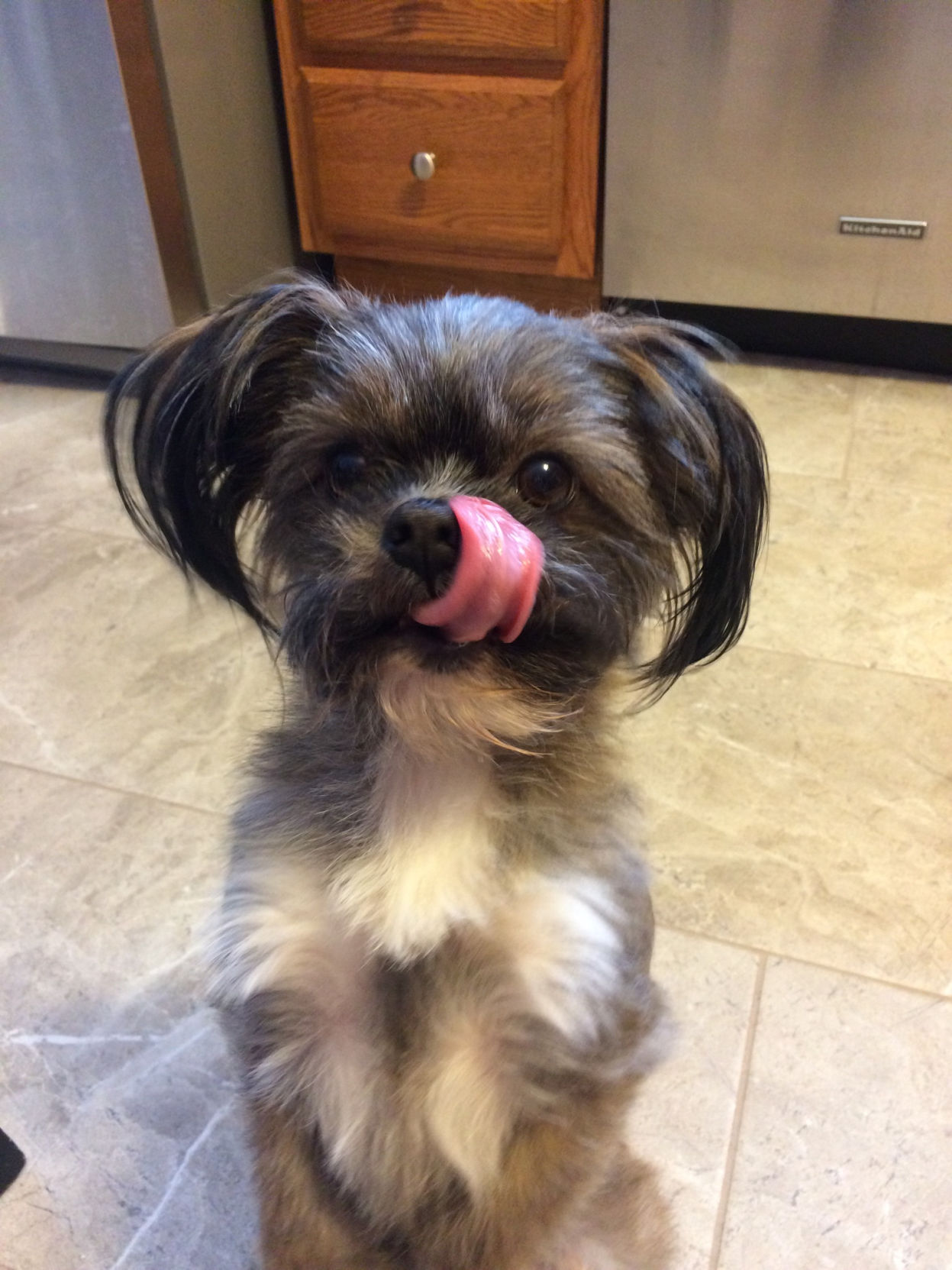 Mutt Mania March 25-26 - Benny v. Tundra and Trixie v. Winchester ...