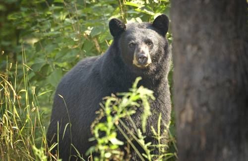 Remove bird feeders now to reduce conflicts with bears later | Local ...