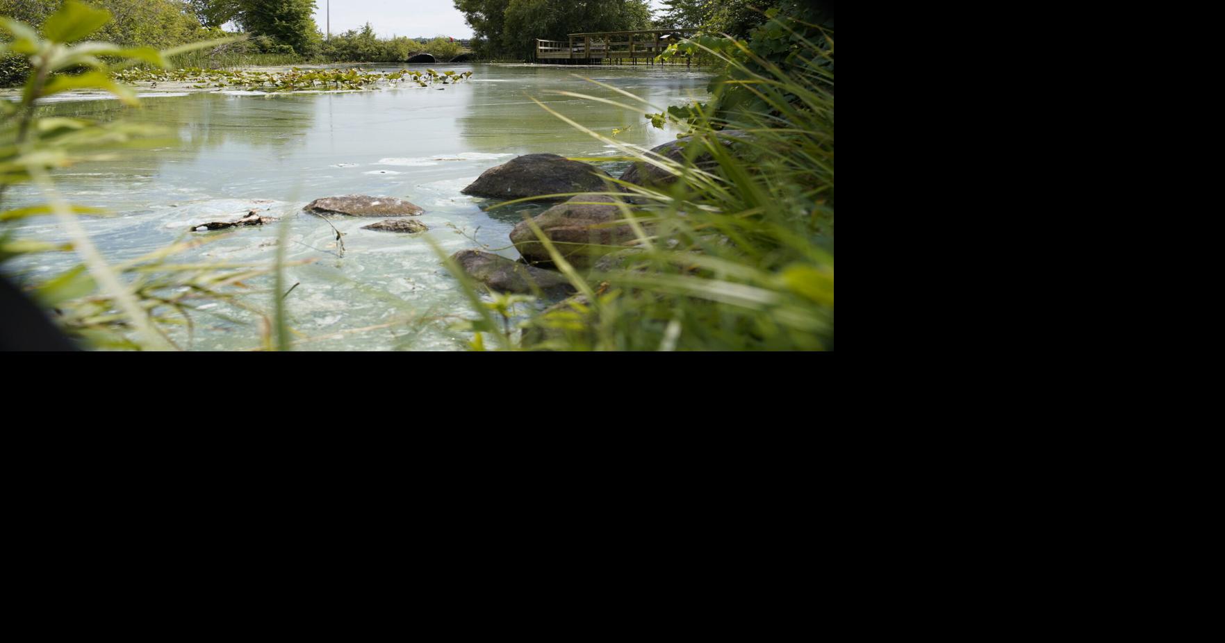 Yes, Lake Cadillac algae is bad this year. Here's why