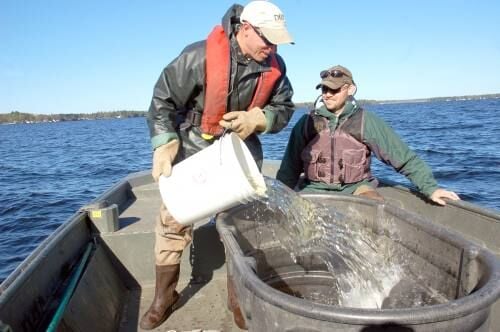 Cadillac area not targeted in inland fisheries surveys in 2020 - Vimarsana News