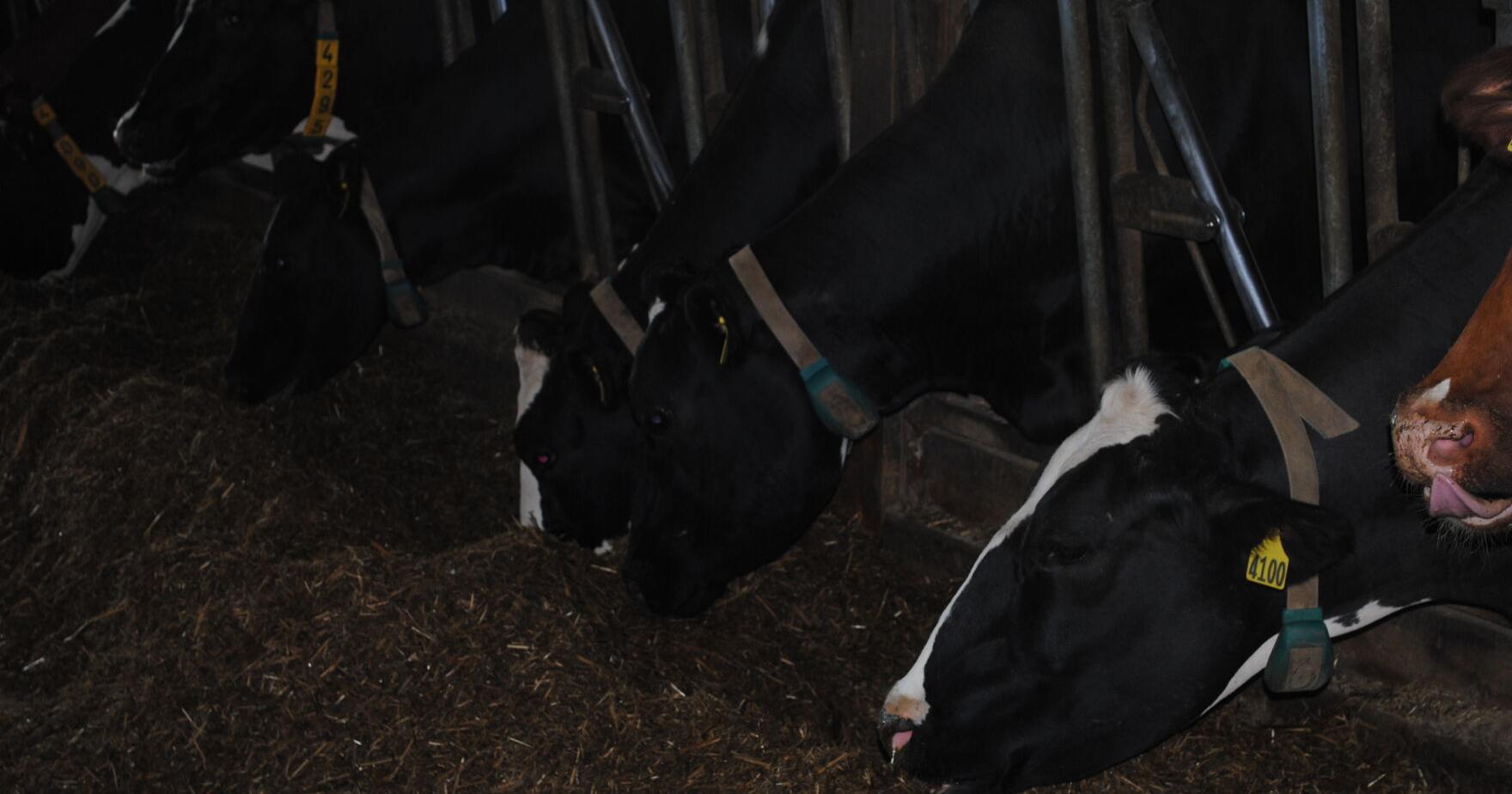 How rising temperatures could reduce milk production - Vimarsana News