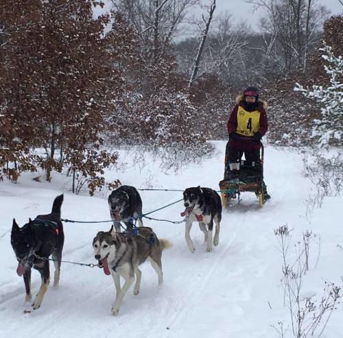 Sled dog racing, the ‘loudest silent sport’